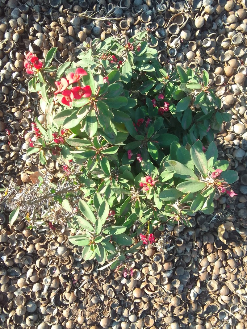 Euphorbia × lomi photo 3