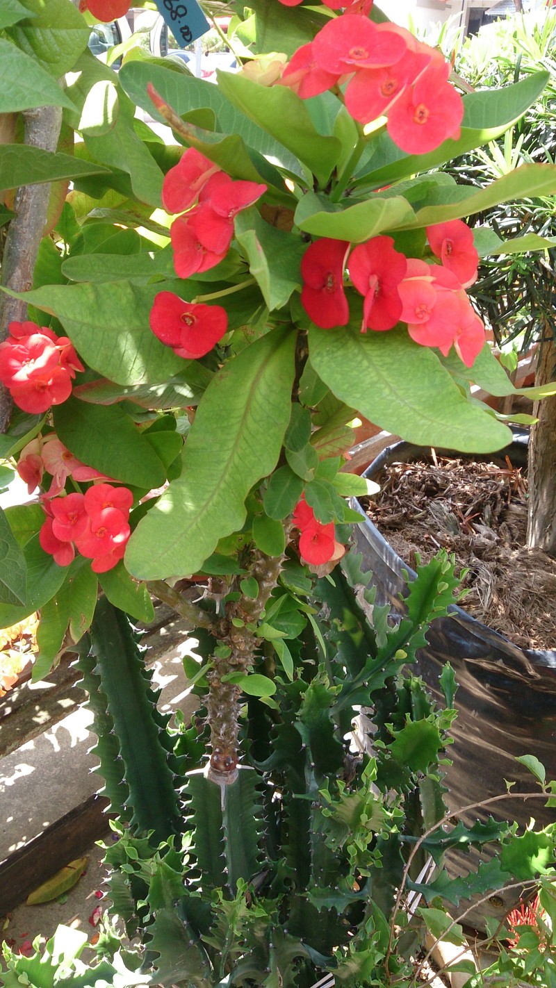 Euphorbia × lomi photo 5