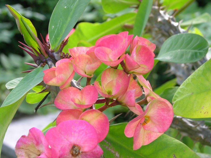 Euphorbia × lomi photo 6