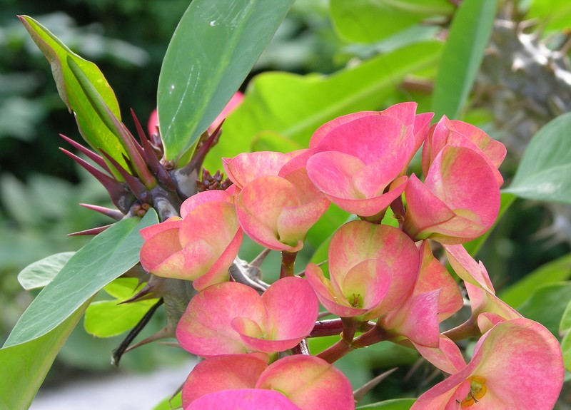 Euphorbia × lomi photo 7