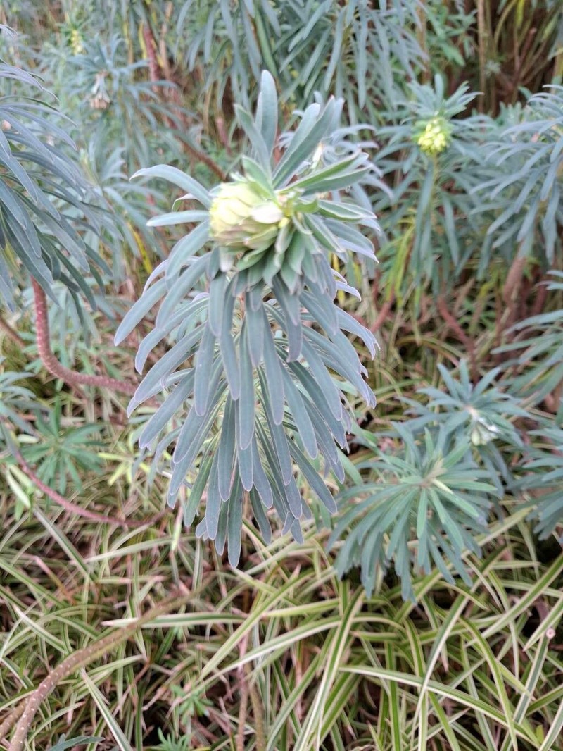 Euphorbia × martini