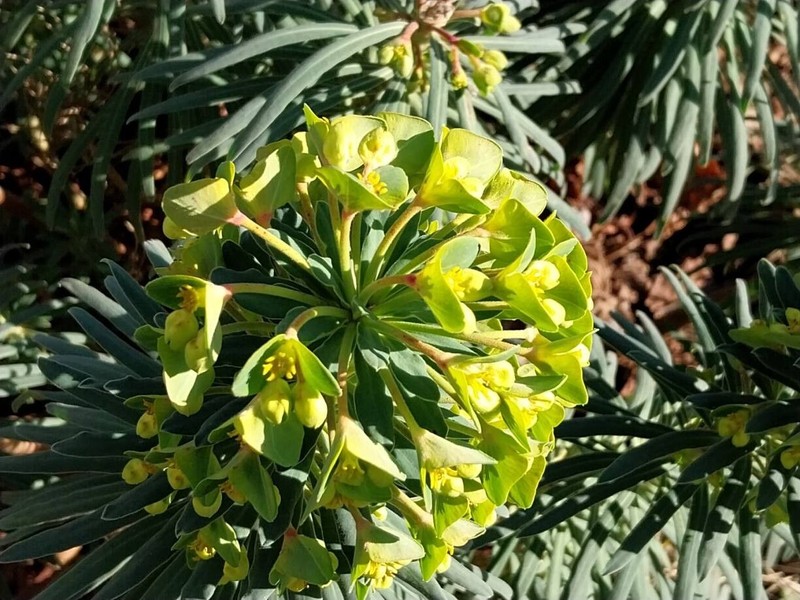 Euphorbia × martini photo 2