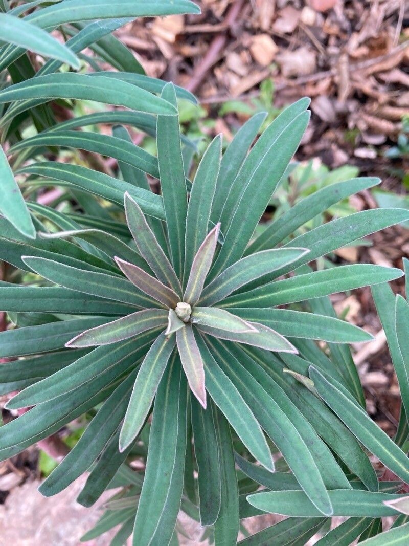 Euphorbia × martini photo 3