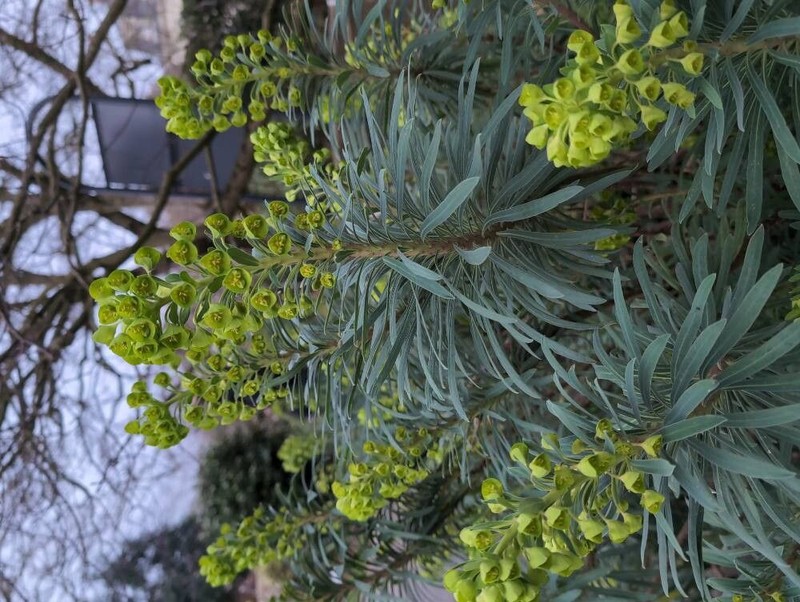 Euphorbia × martini photo 4