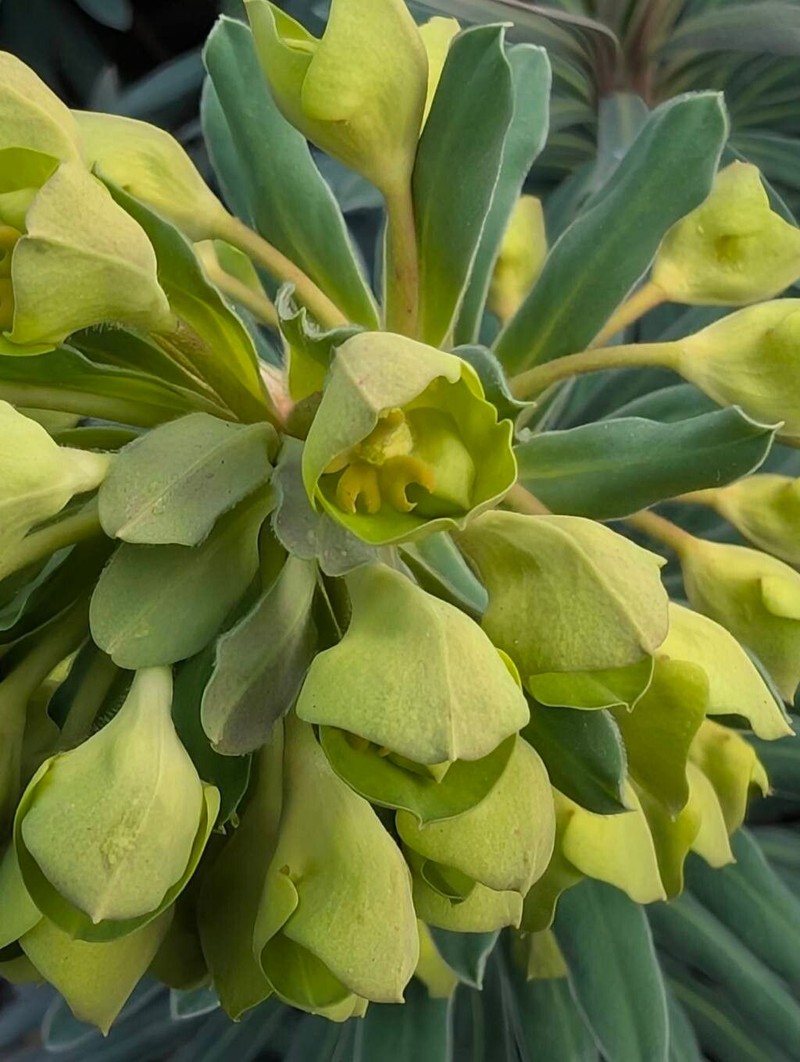 Euphorbia × martini photo 5
