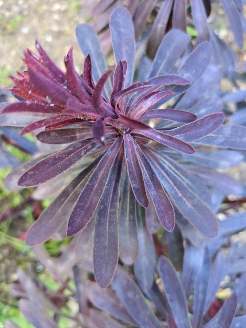 Euphorbia × martini photo 6