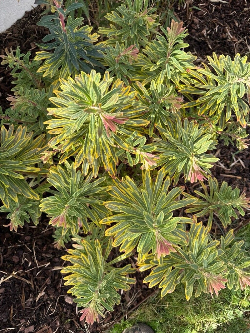 Euphorbia × martini photo 7