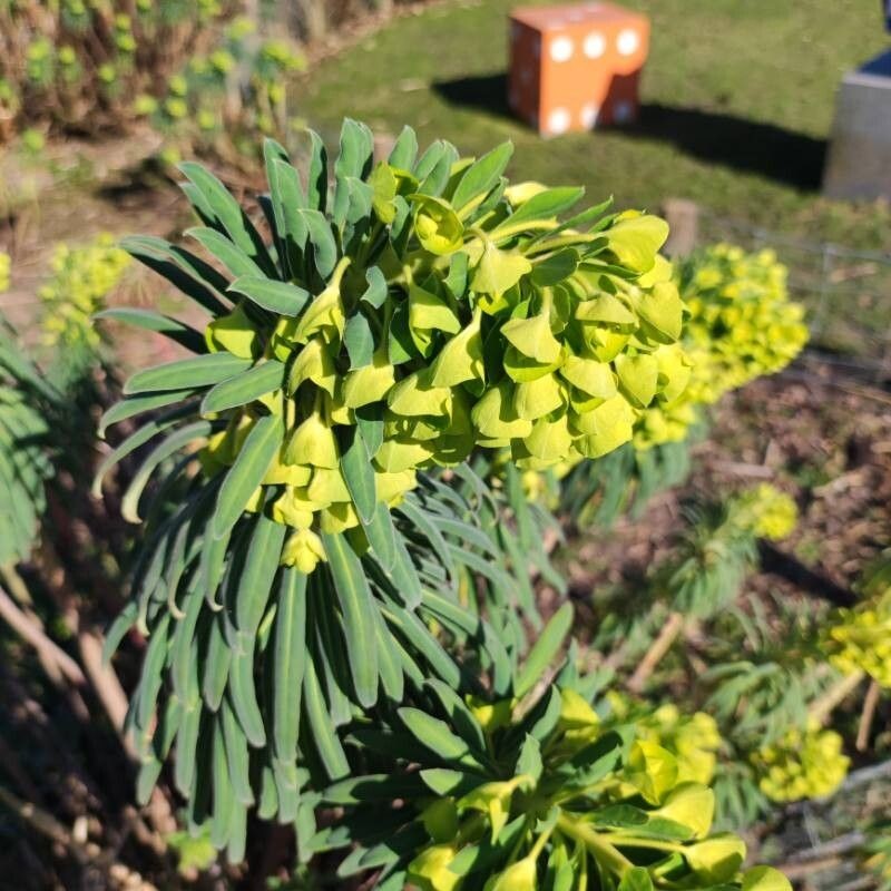Euphorbia × martini photo 8