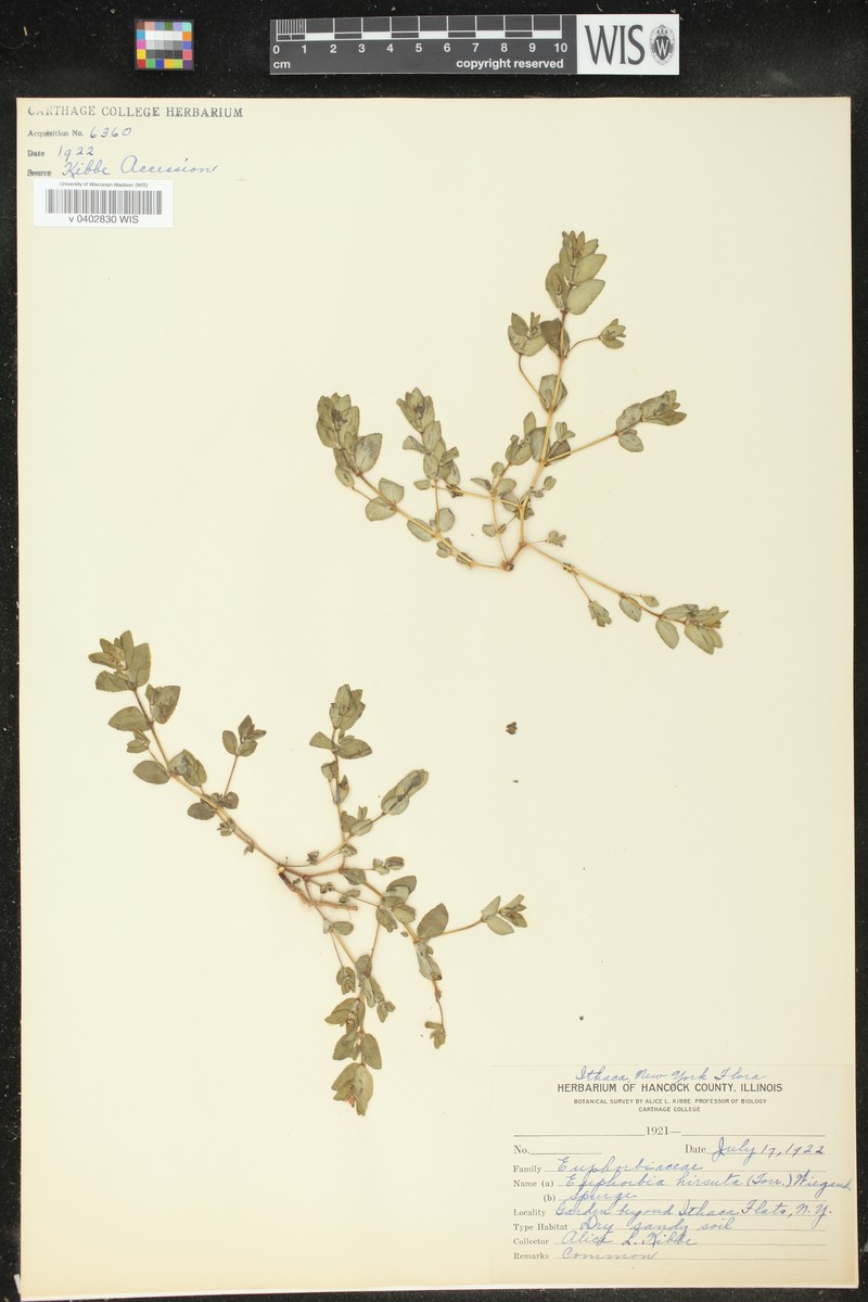 Euphorbia × paradoxa nothosubsp. paradoxa