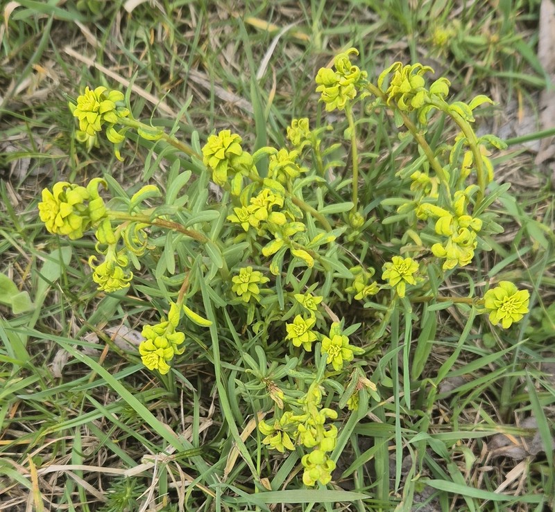 Euphorbia × pseudoesula