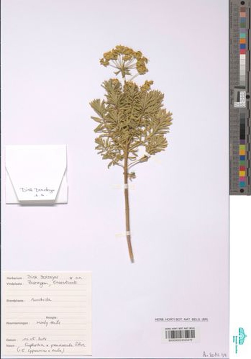 Euphorbia × pseudoesula photo 3