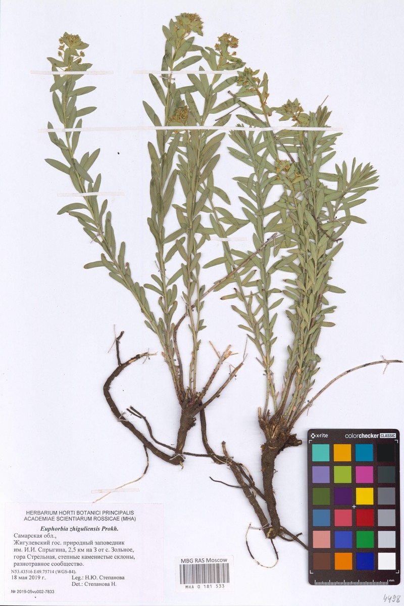 Euphorbia × zhiguliensis