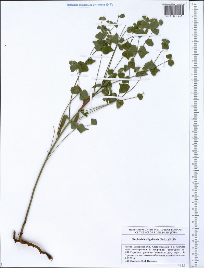 Euphorbia × zhiguliensis photo 3