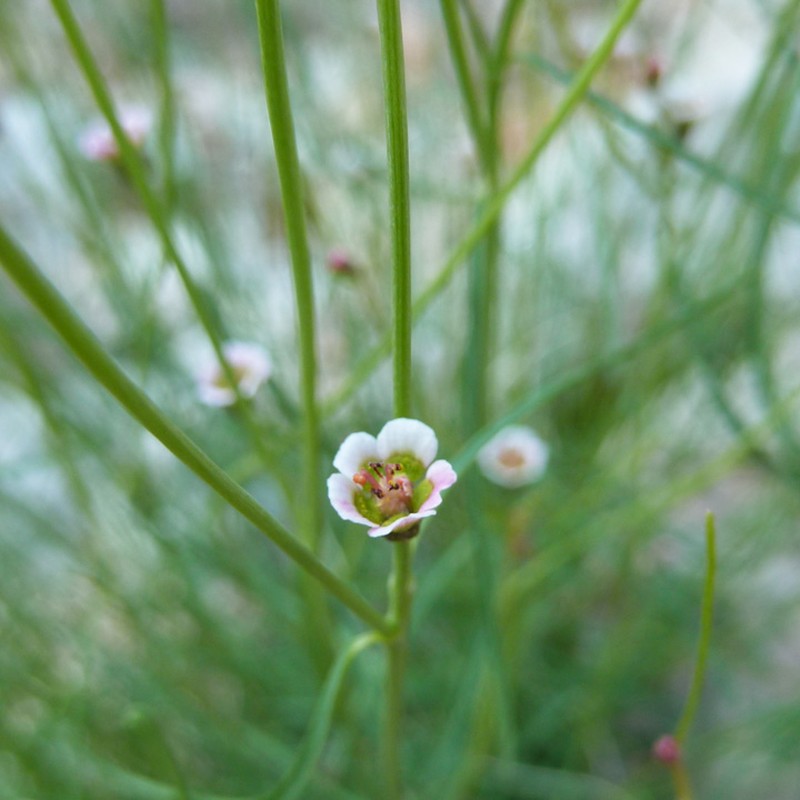 Marble Canyon Spurge