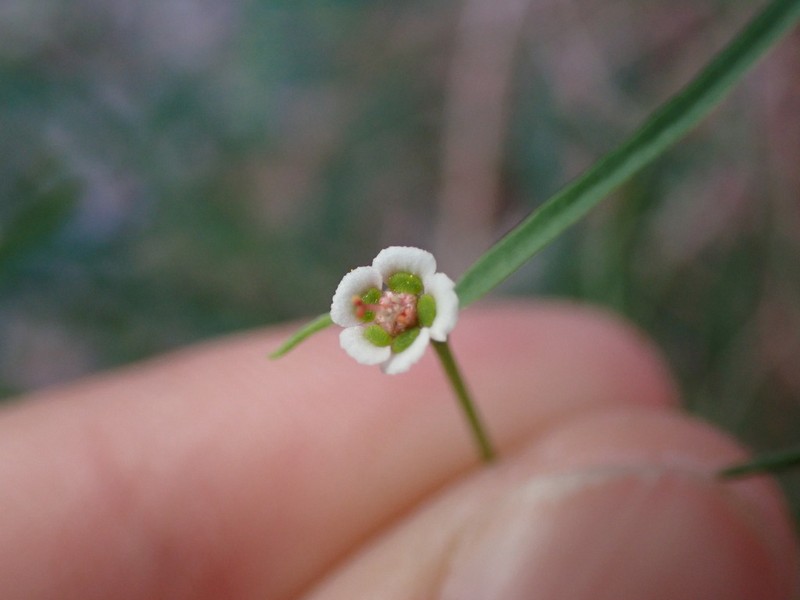 Marble Canyon Spurge