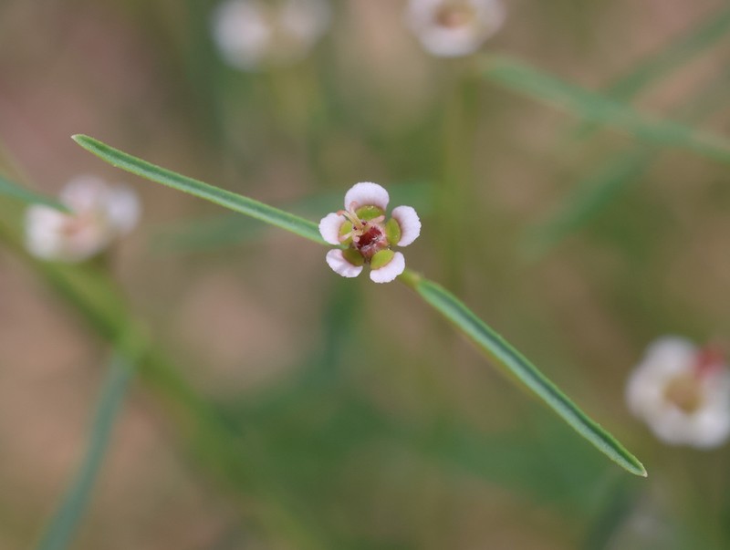 Marble Canyon Spurge photo 3