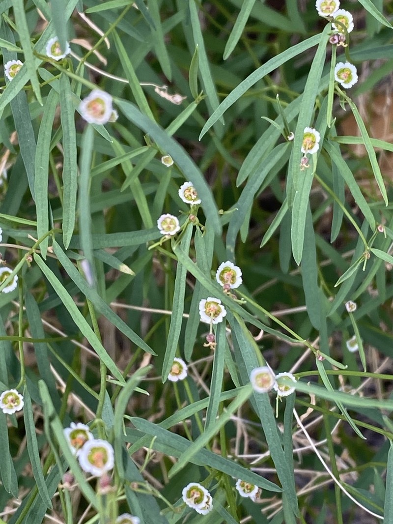 Marble Canyon Spurge photo 4