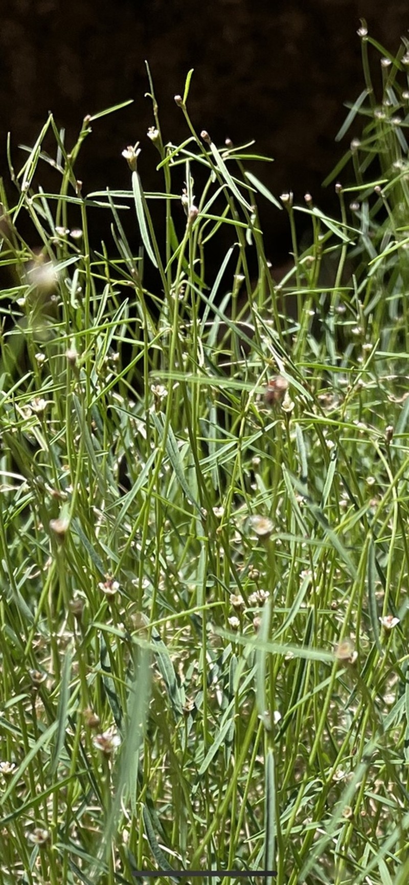 Marble Canyon Spurge photo 5