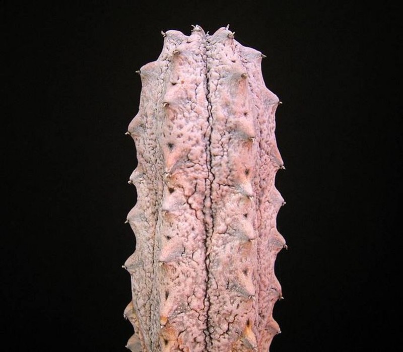 Euphorbia abdelkuri