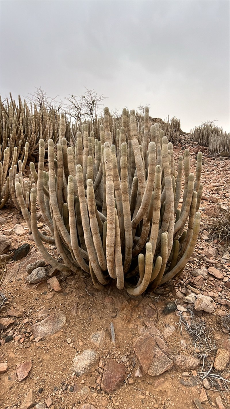 Euphorbia abdelkuri photo 2