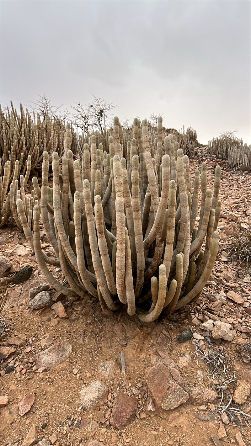 Euphorbia abdelkuri photo 3