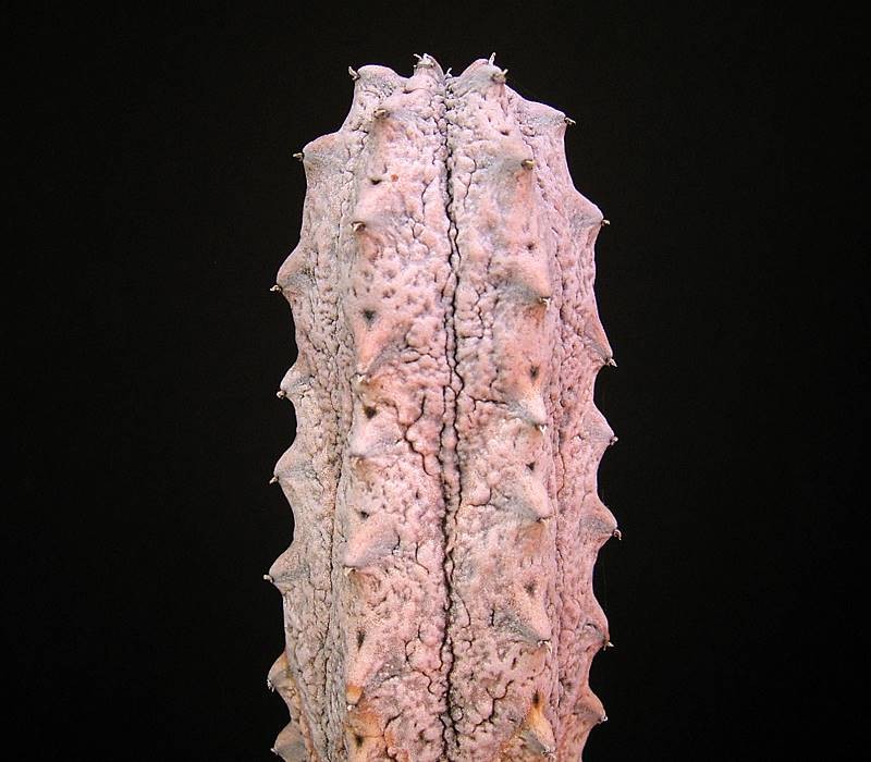 Euphorbia abdelkuri photo 5