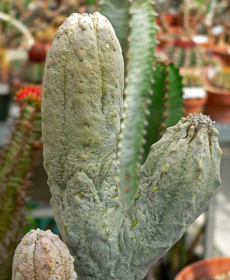 Euphorbia abdelkuri photo 6