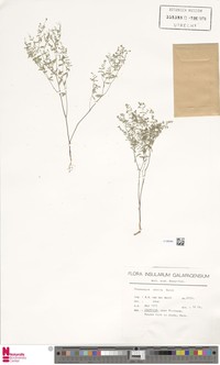 Euphorbia abdita