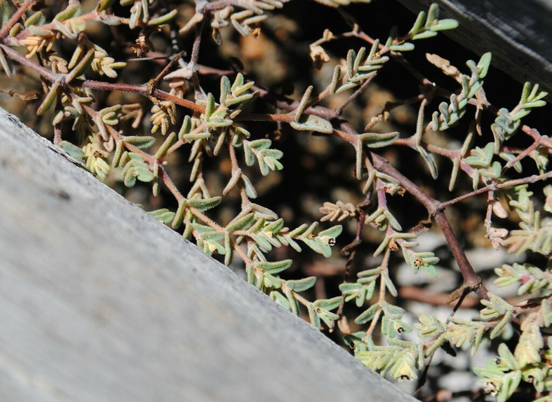 Euphorbia abdita photo 2