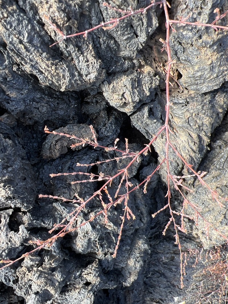 Euphorbia abdita photo 3