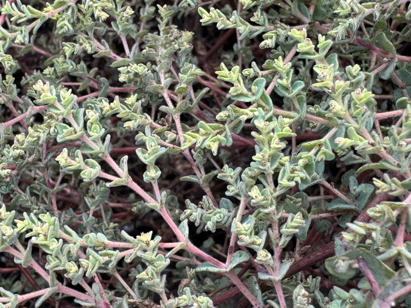Euphorbia abdita photo 4