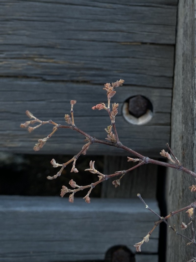 Euphorbia abdita photo 6