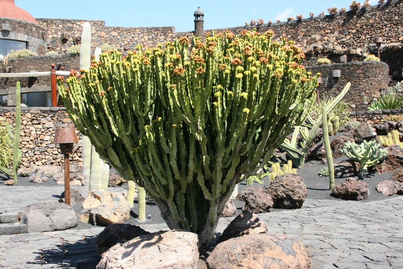 Euphorbia abyssinica