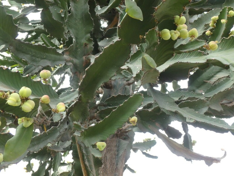 Euphorbia abyssinica photo 2