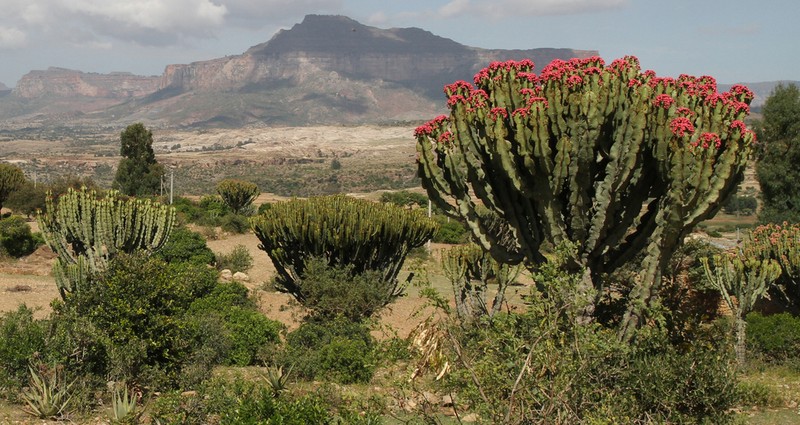 Euphorbia abyssinica photo 3