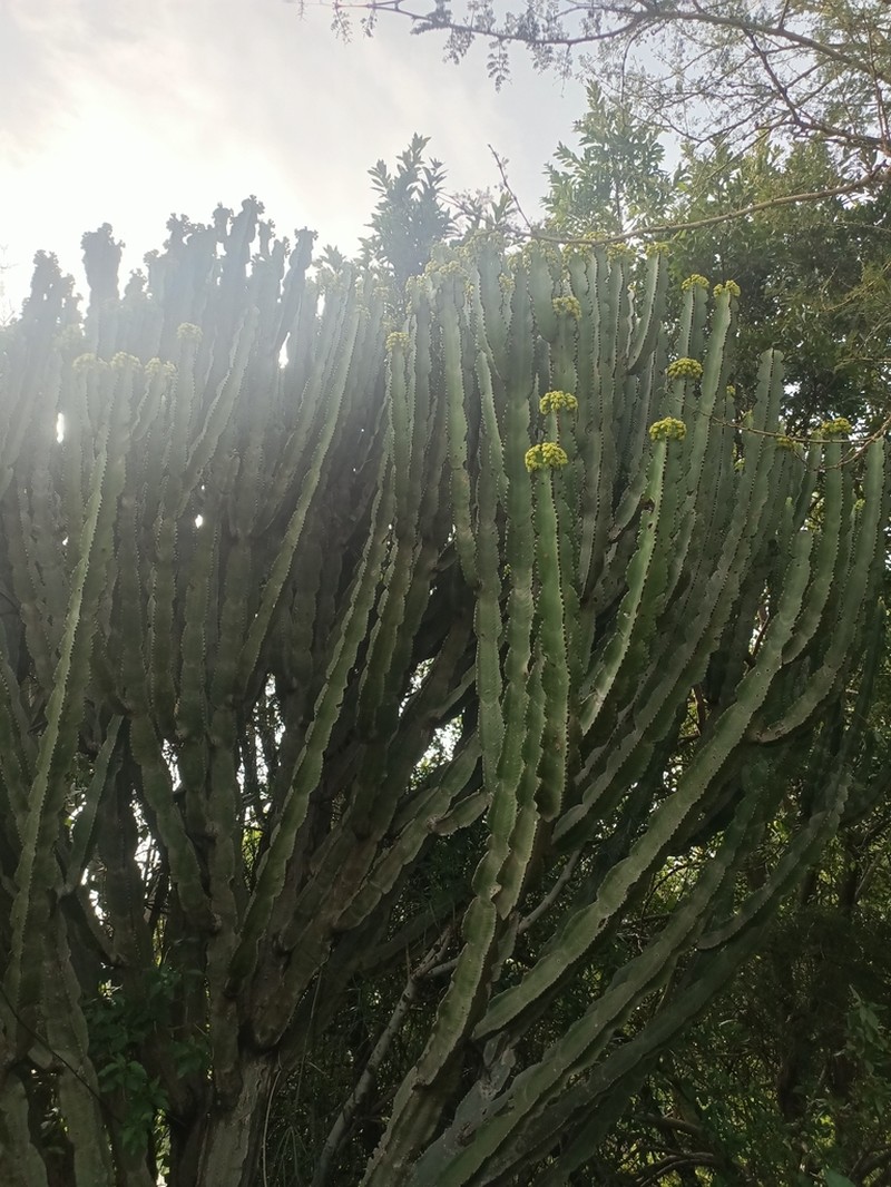 Euphorbia abyssinica photo 4
