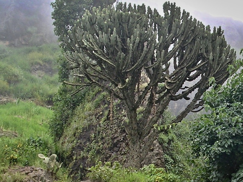 Euphorbia abyssinica photo 5
