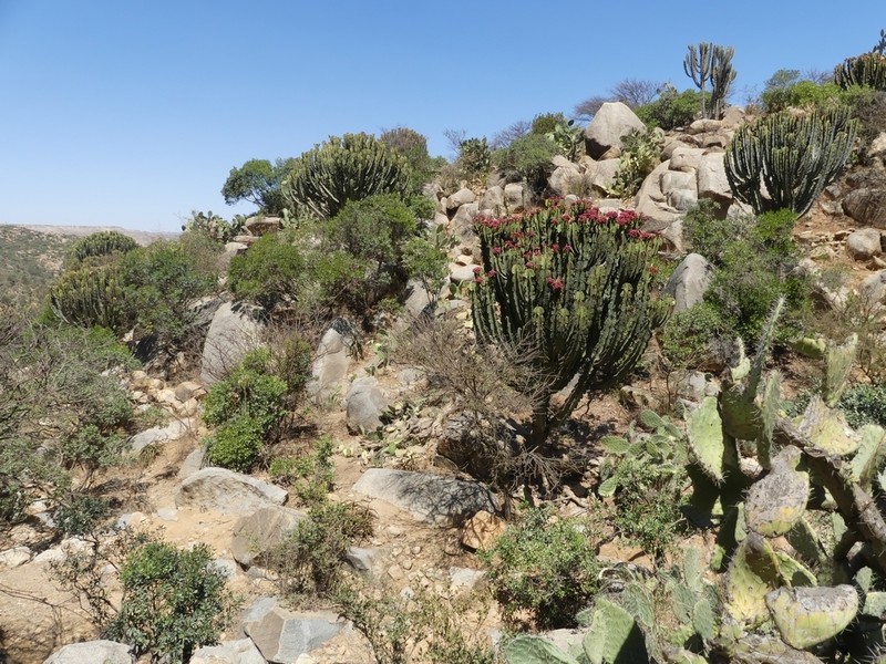 Euphorbia abyssinica photo 6