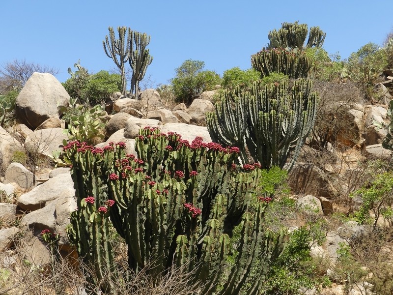 Euphorbia abyssinica photo 7