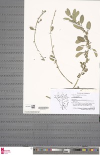 Euphorbia acalyphoides