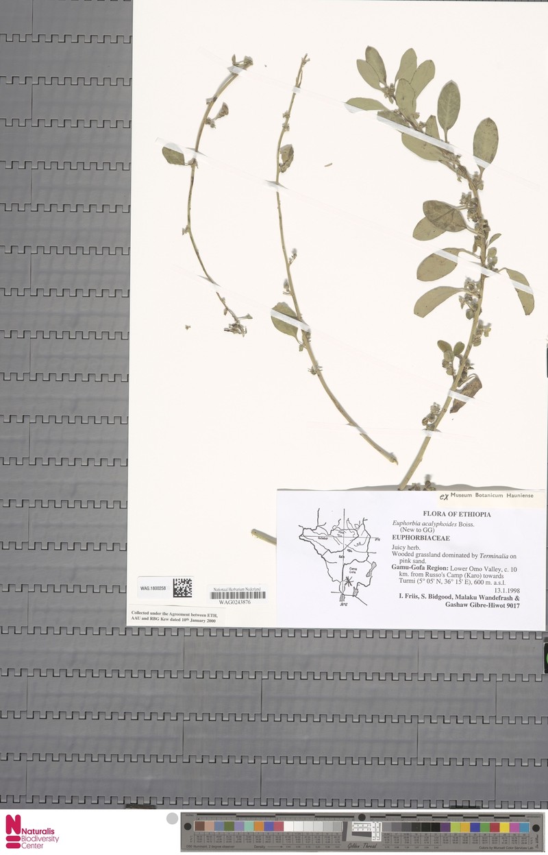 Euphorbia acalyphoides