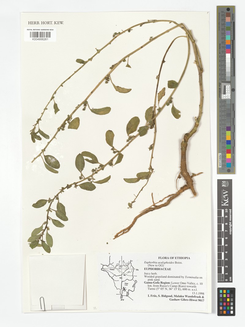 Euphorbia acalyphoides photo 2
