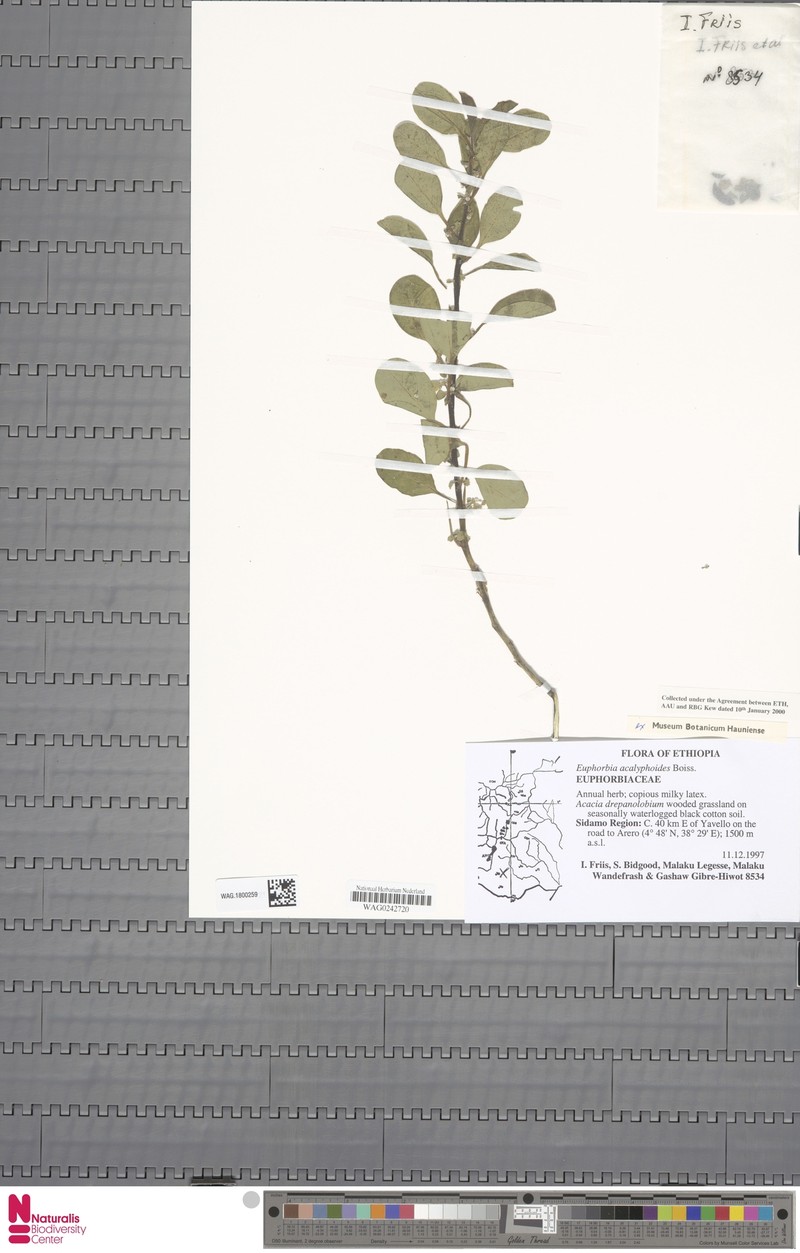 Euphorbia acalyphoides photo 3