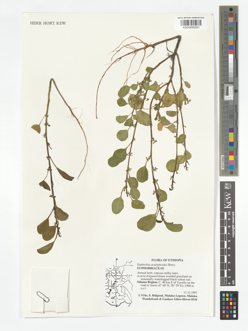 Euphorbia acalyphoides photo 4