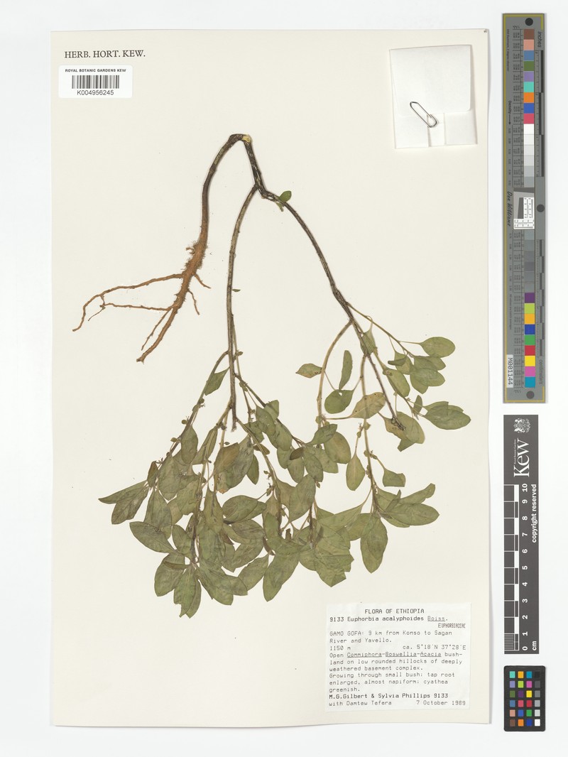 Euphorbia acalyphoides subsp. acalyphoides photo 2