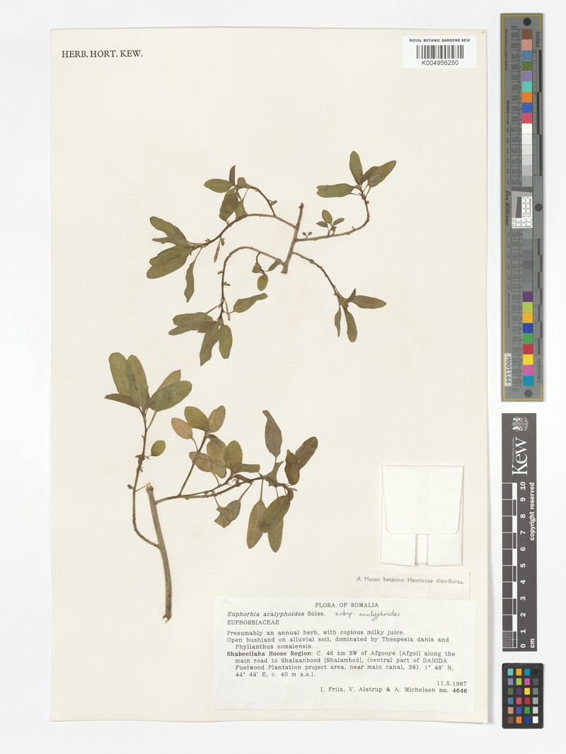 Euphorbia acalyphoides subsp. acalyphoides photo 3