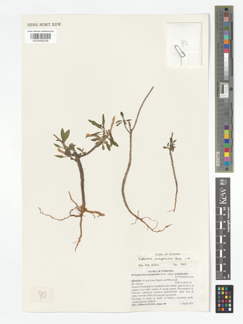 Euphorbia acalyphoides subsp. acalyphoides photo 4