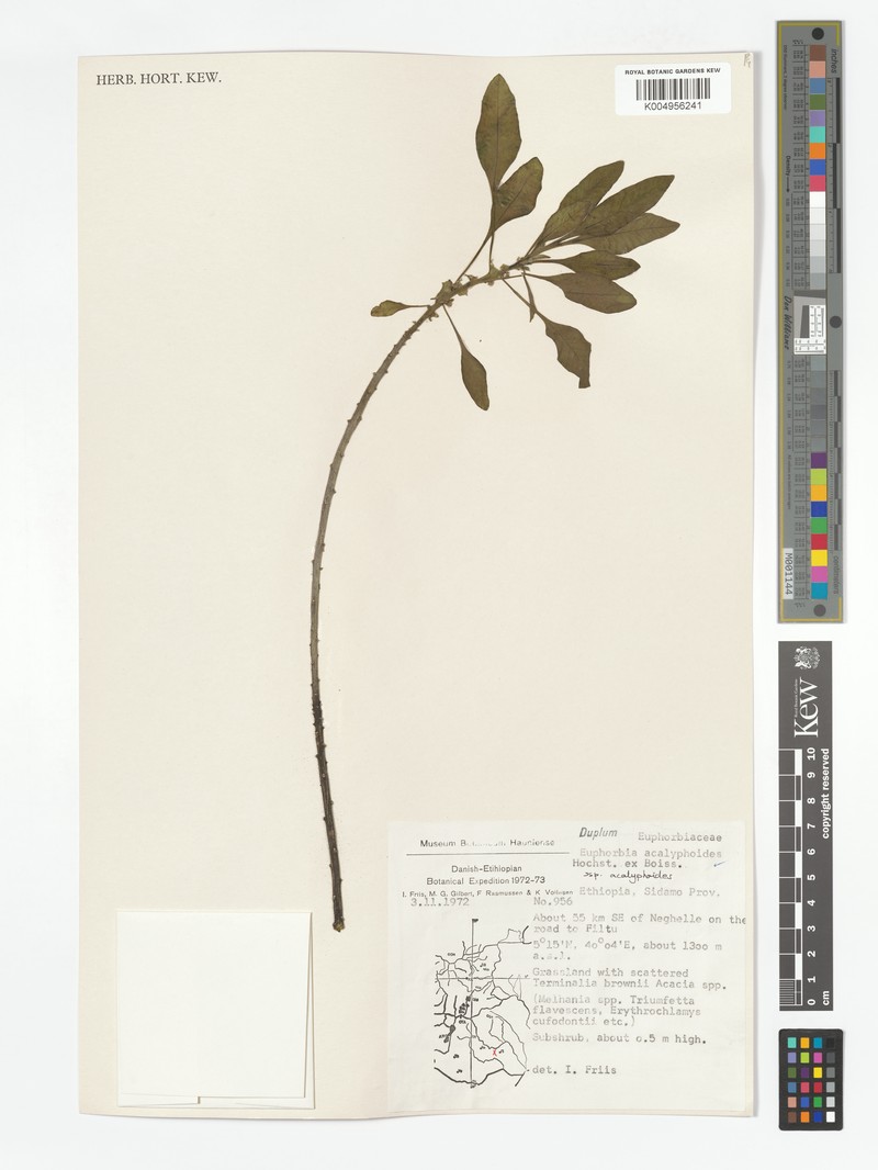 Euphorbia acalyphoides subsp. acalyphoides photo 5