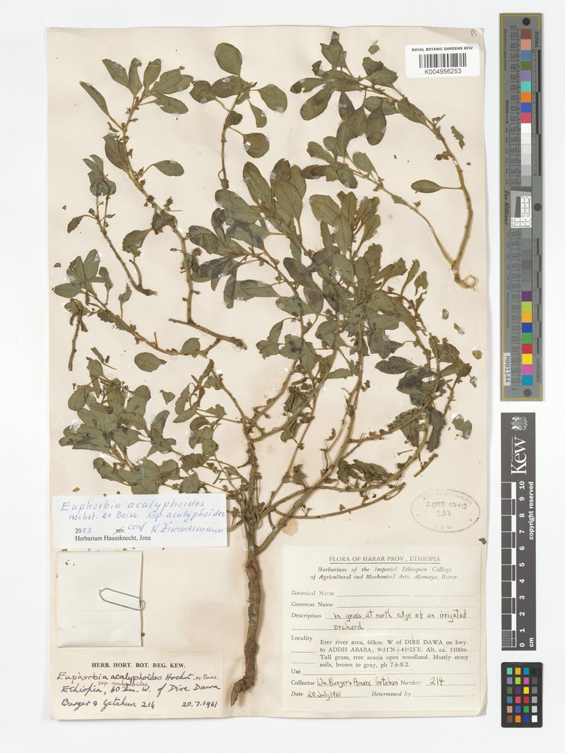 Euphorbia acalyphoides subsp. acalyphoides photo 6