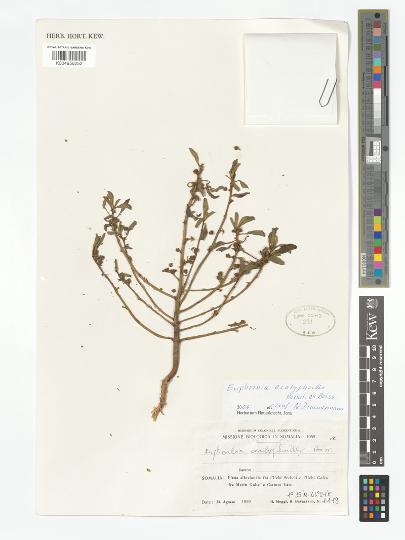 Euphorbia acalyphoides subsp. acalyphoides photo 7